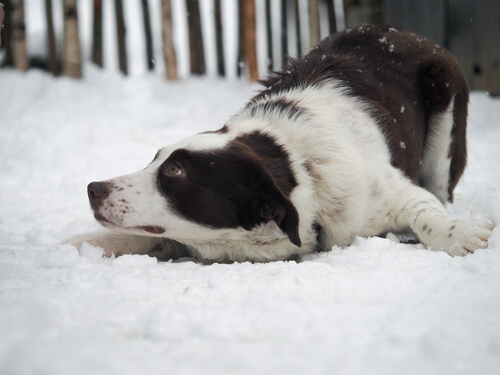 dog care during winter