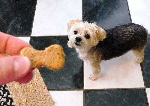 hemp seed dog biscuits