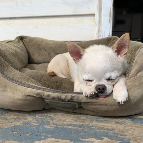 chihuahua dogs