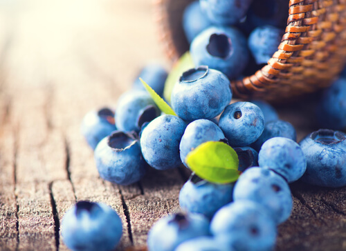 homemade dog treats with blueberries