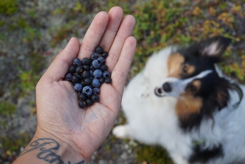 homemade dog treats with blueberries
