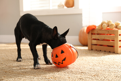 halloween tips for dogs