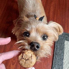 banana nut muffins for dogs