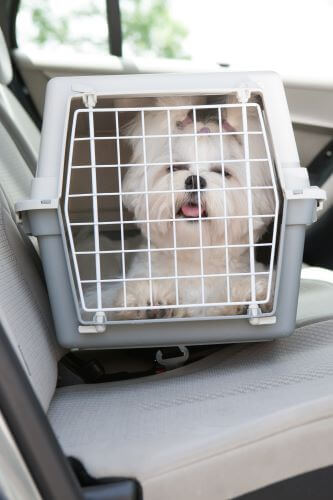 safe dog travel